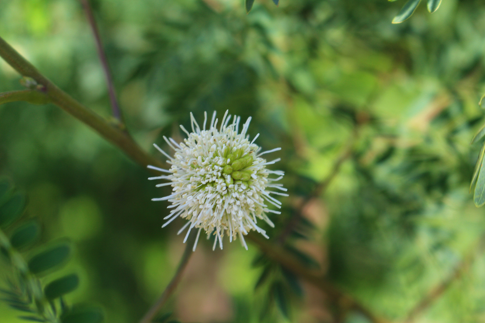 Mimosa salzlandis cönnerana