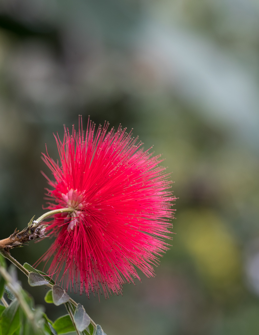 Mimosaceae in voller Blüte