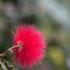 Mimosaceae in voller Blüte