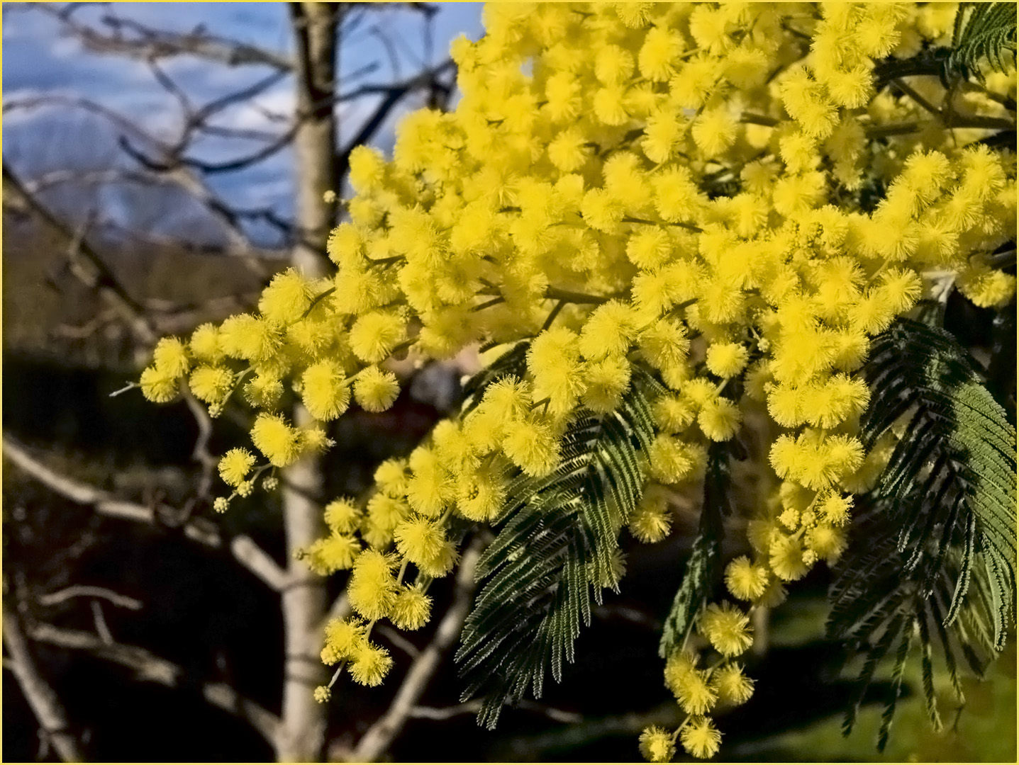 Mimosa…dans le Gers aussi!