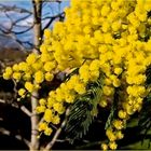 Mimosa…dans le Gers aussi!