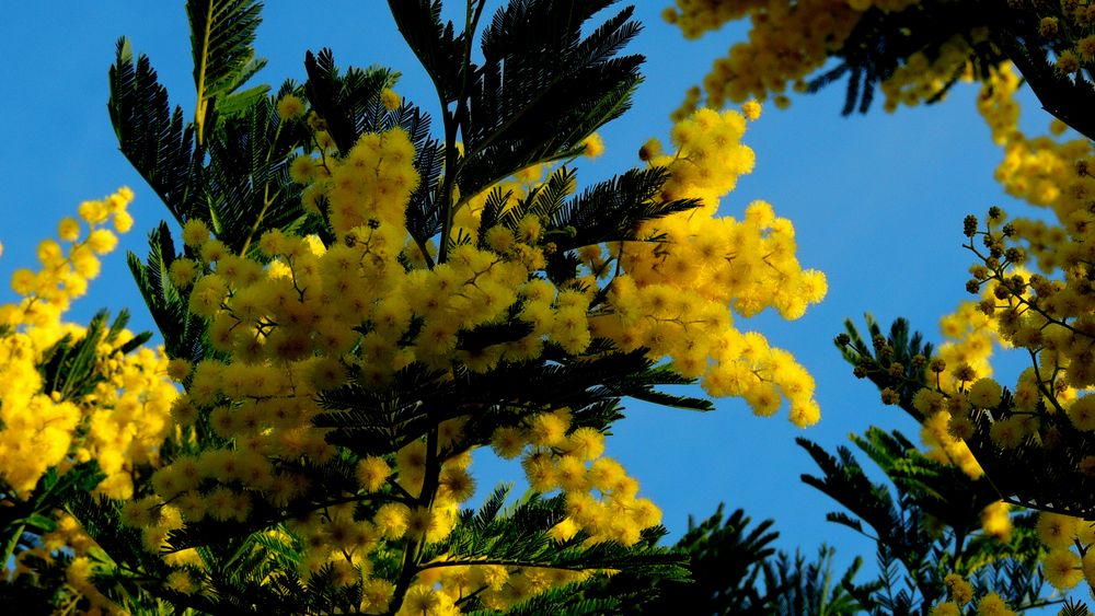 Mimosas au Massif de Tanneron (83) - Mimosen-Massiv Tanneron (Riviera) Januar 2014