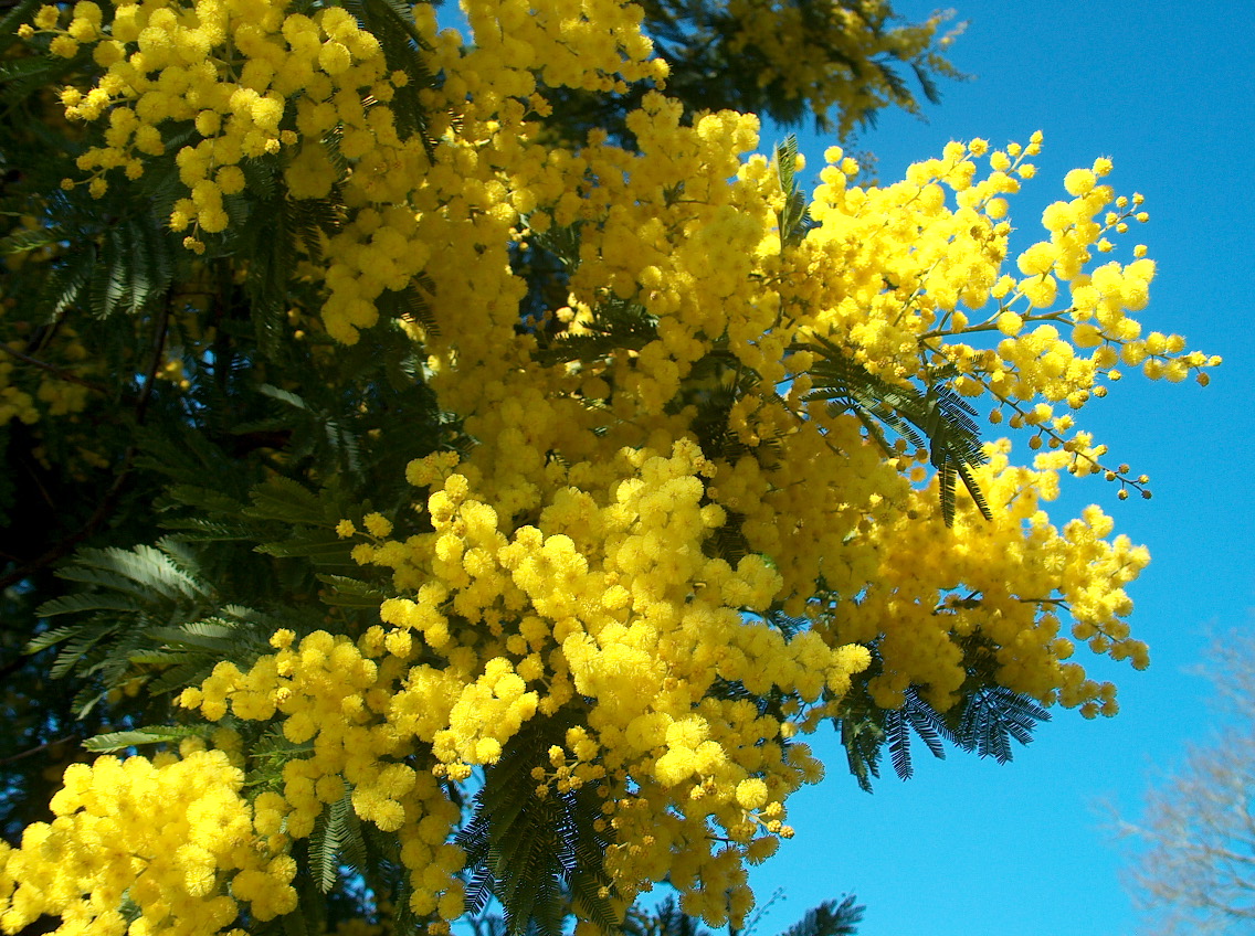 Mimosas en fleurs