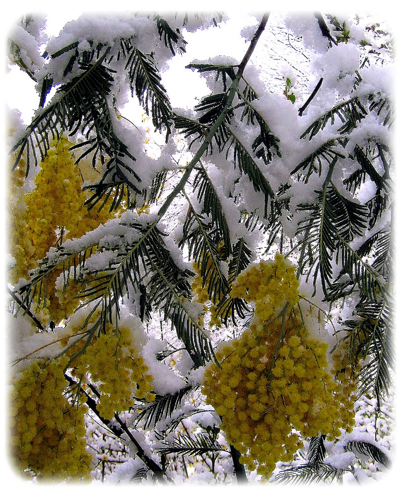 mimosas en neige.