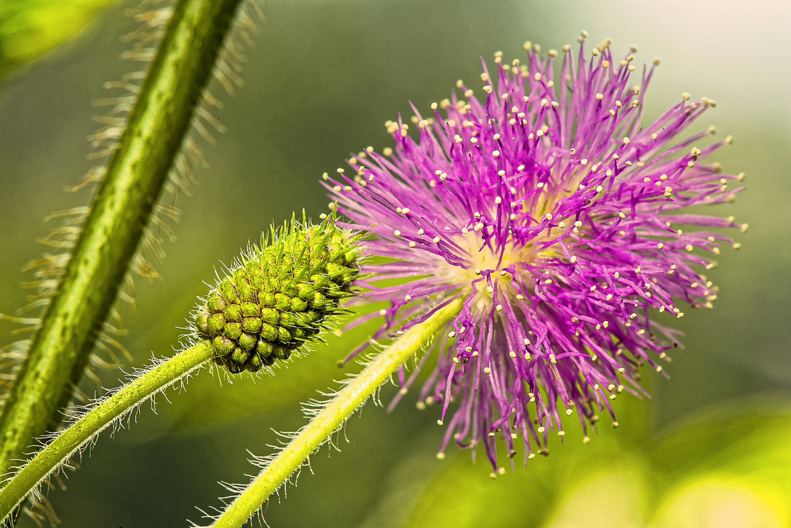 Mimose