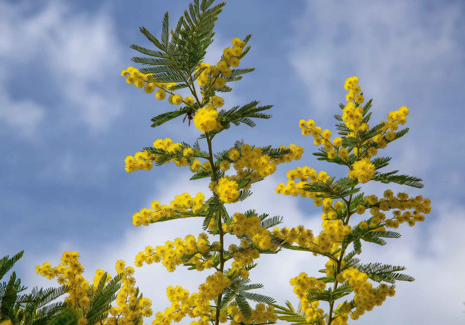 Mimose