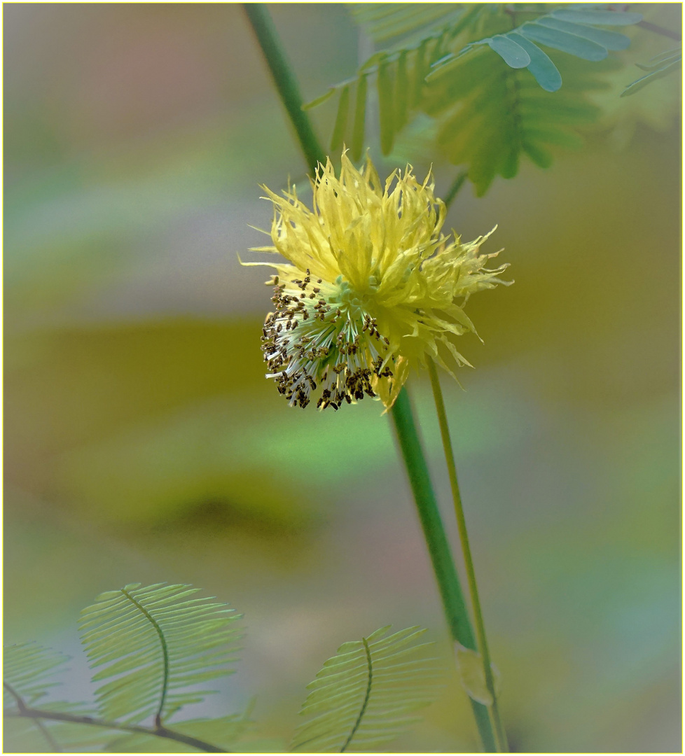 Mimose