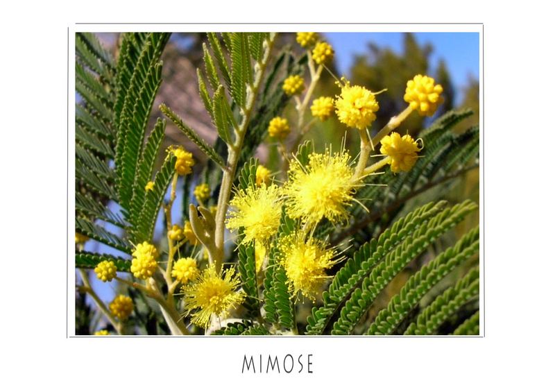 Mimose