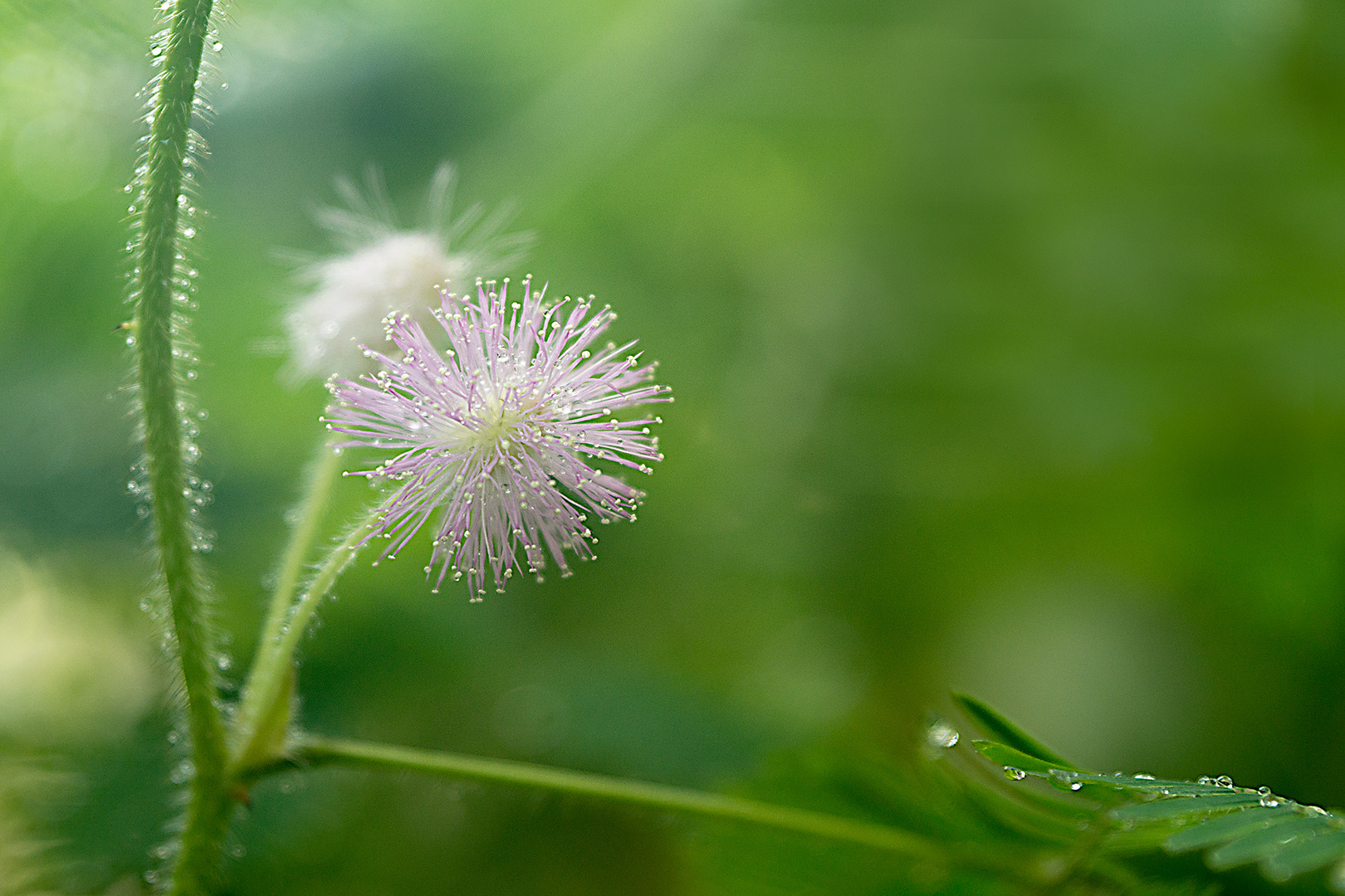 Mimose