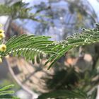 Mimose