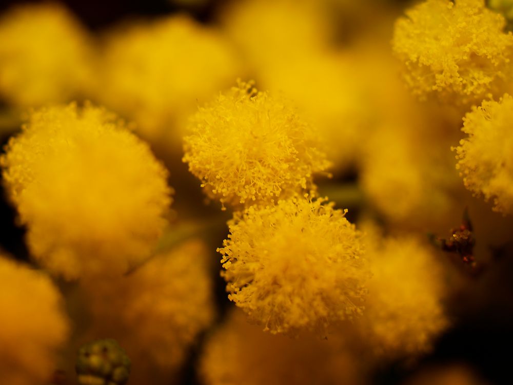 Mimose