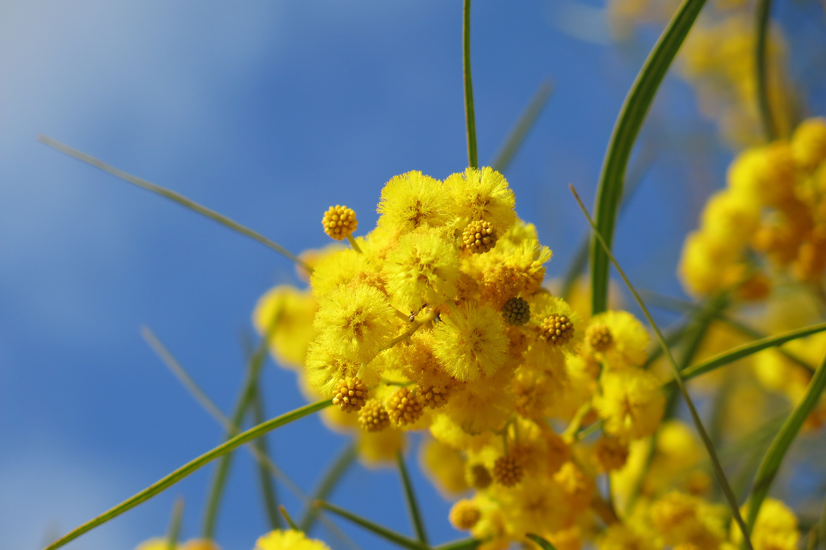 Mimose