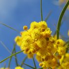 Mimose