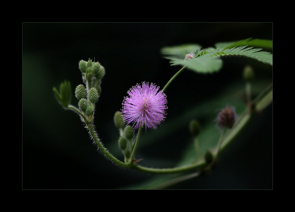 Mimose