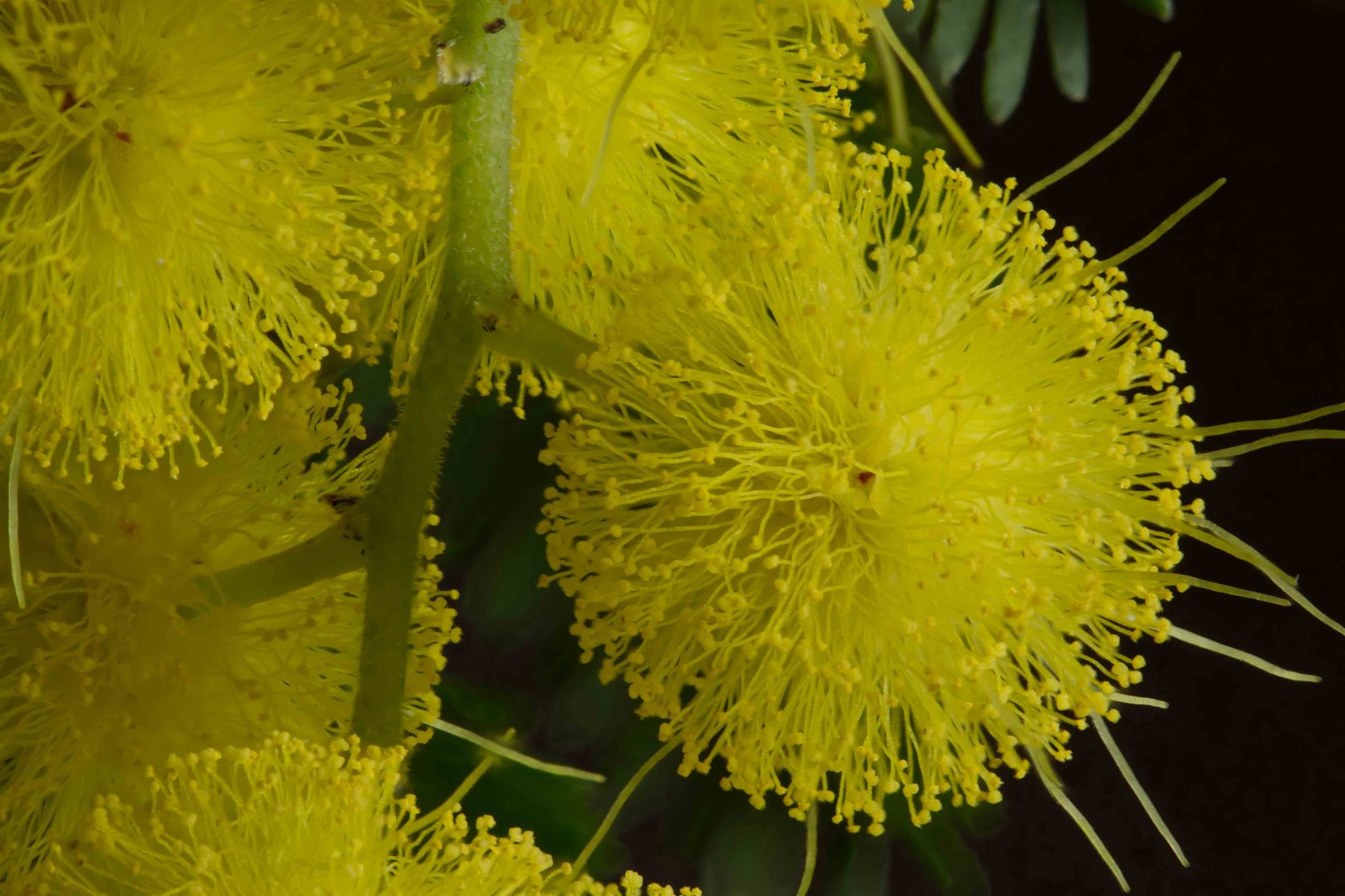 Mimose