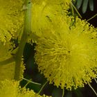 Mimose