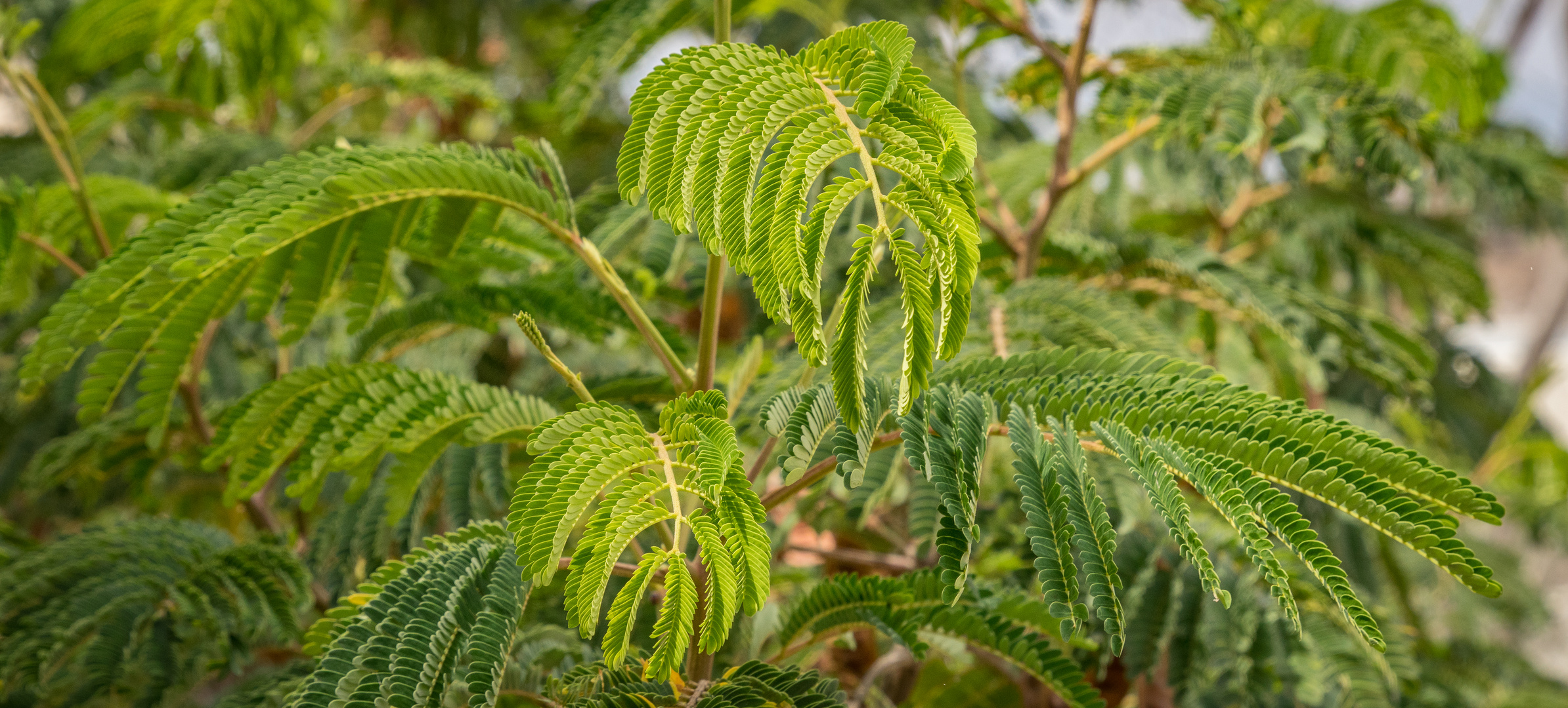 Mimose