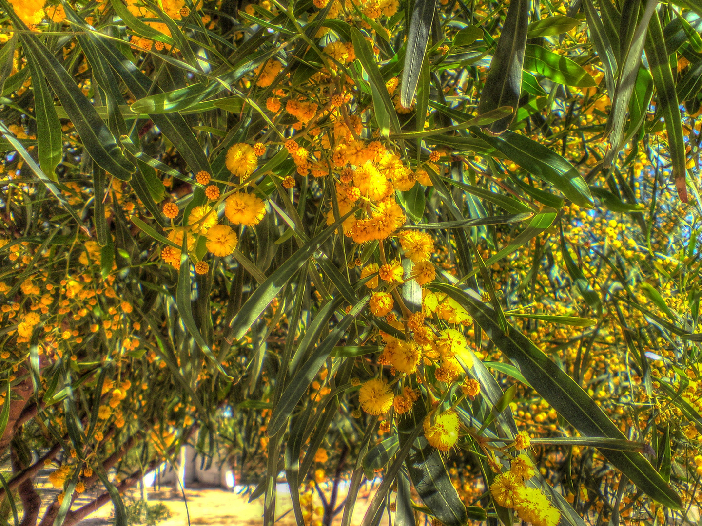 Mimose auf Djerba