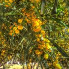 Mimose auf Djerba