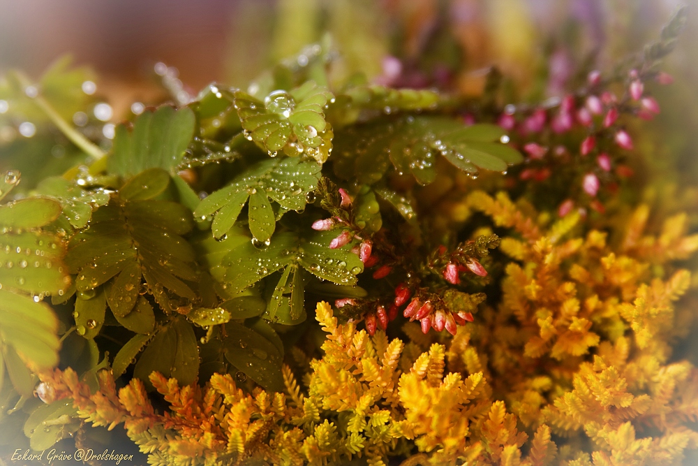 Mimose auf Heidekraut