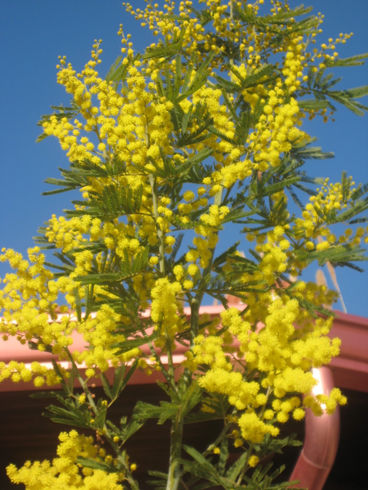 mimose di febbraio