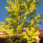 mimose di febbraio