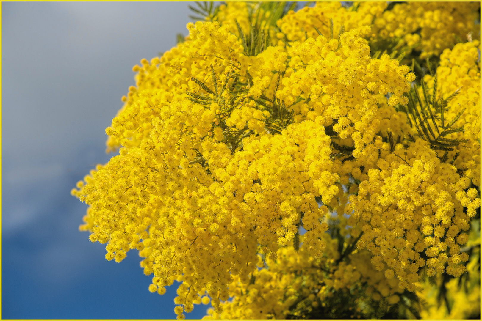 Mimose