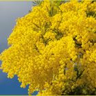 Mimose