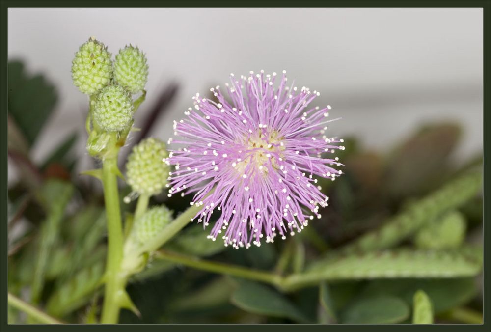 Mimose (Mimosa Pudica)