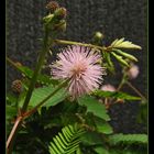 Mimose (Mimosa pudica)