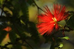 Mimose (Mimosa pudica)