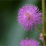 Mimose (Mimosa pudica)