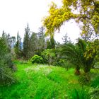 mimose nel giardino