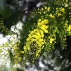 Mimosen