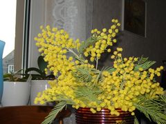 Mimosen