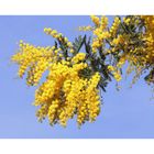 *Mimosen*