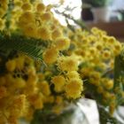 mimosen