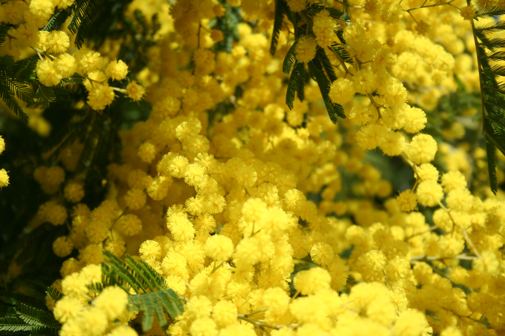 Mimosen