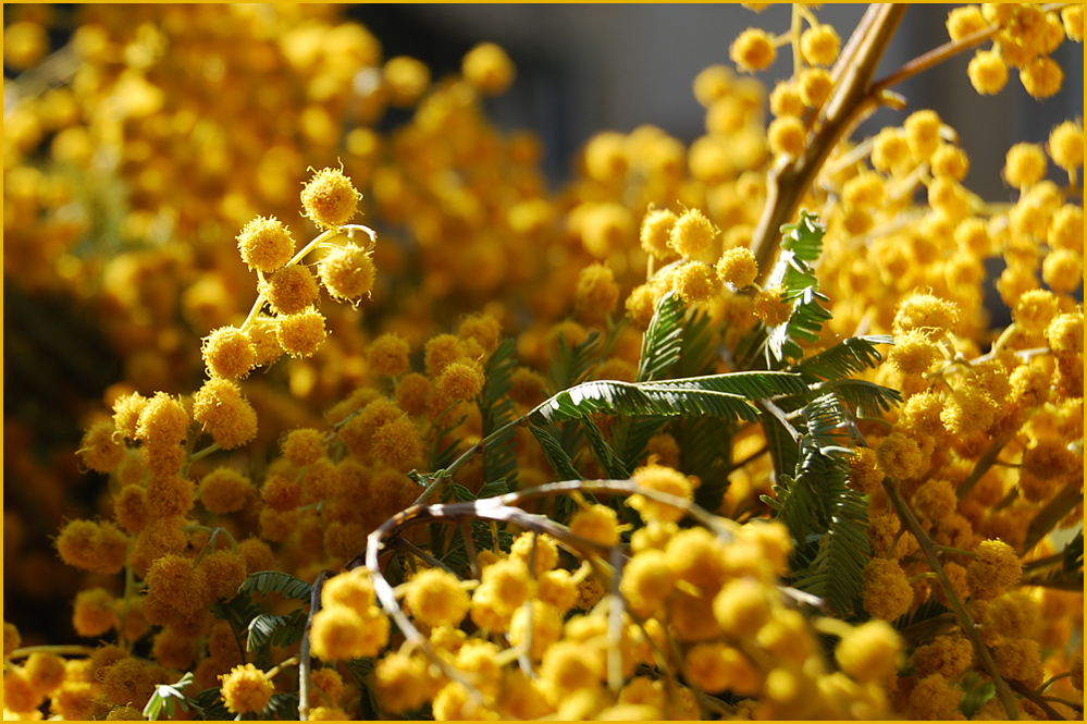 Mimosen