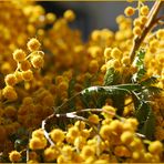 Mimosen