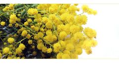 Mimosen