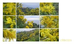 Mimosen