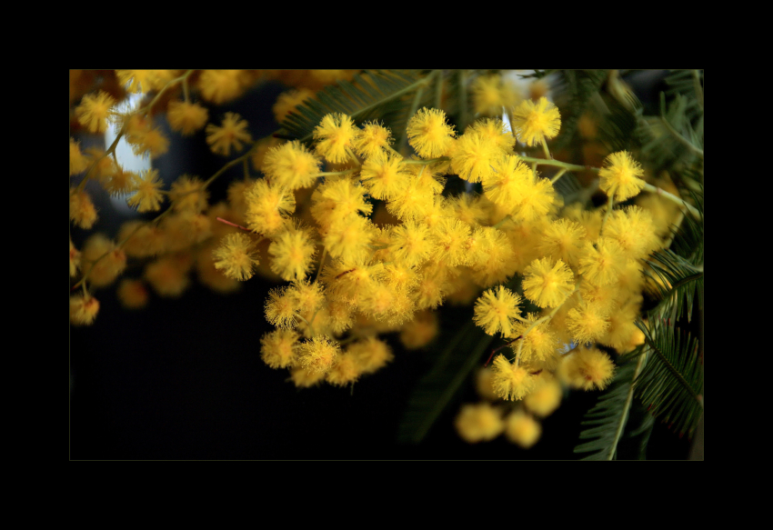 Mimosen