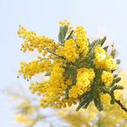 Mimosen...