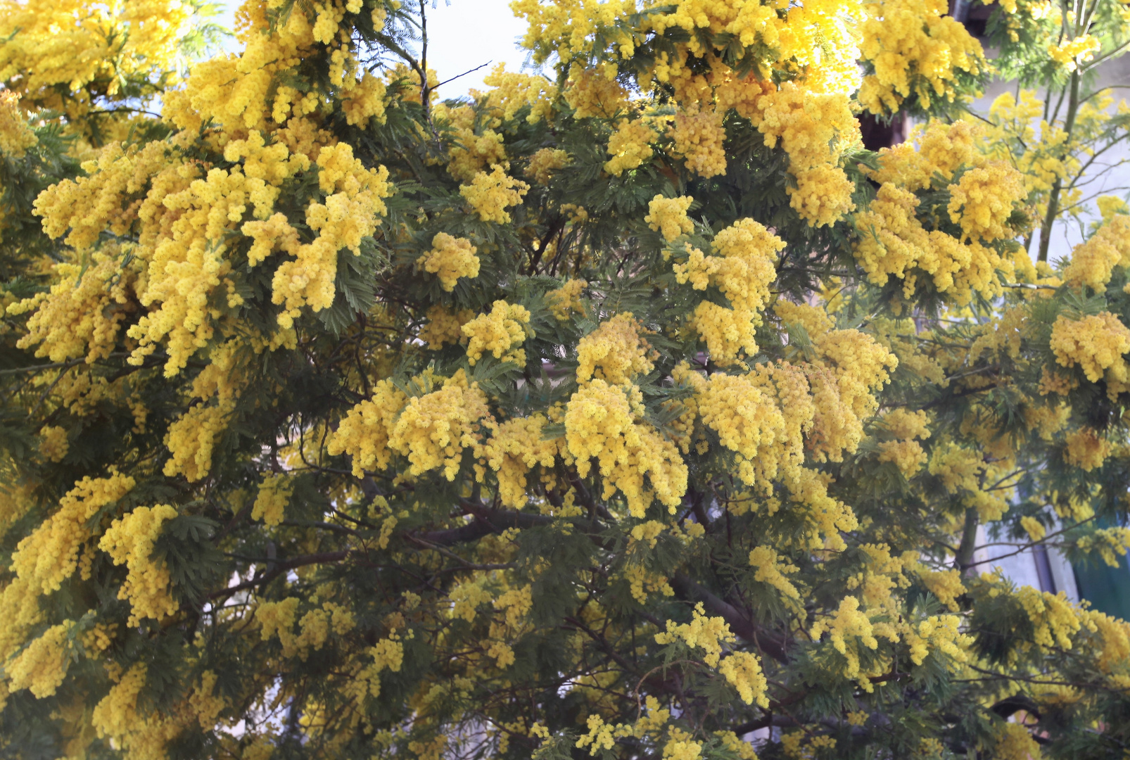 Mimosen, bekannt als Schnittblume, am Lago Maggiore, ca 5m hoher Baum