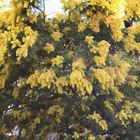 Mimosen, bekannt als Schnittblume, am Lago Maggiore, ca 5m hoher Baum