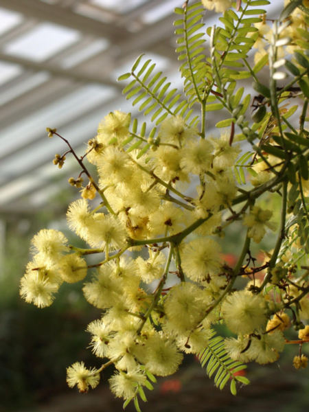 Mimosen-Blüte