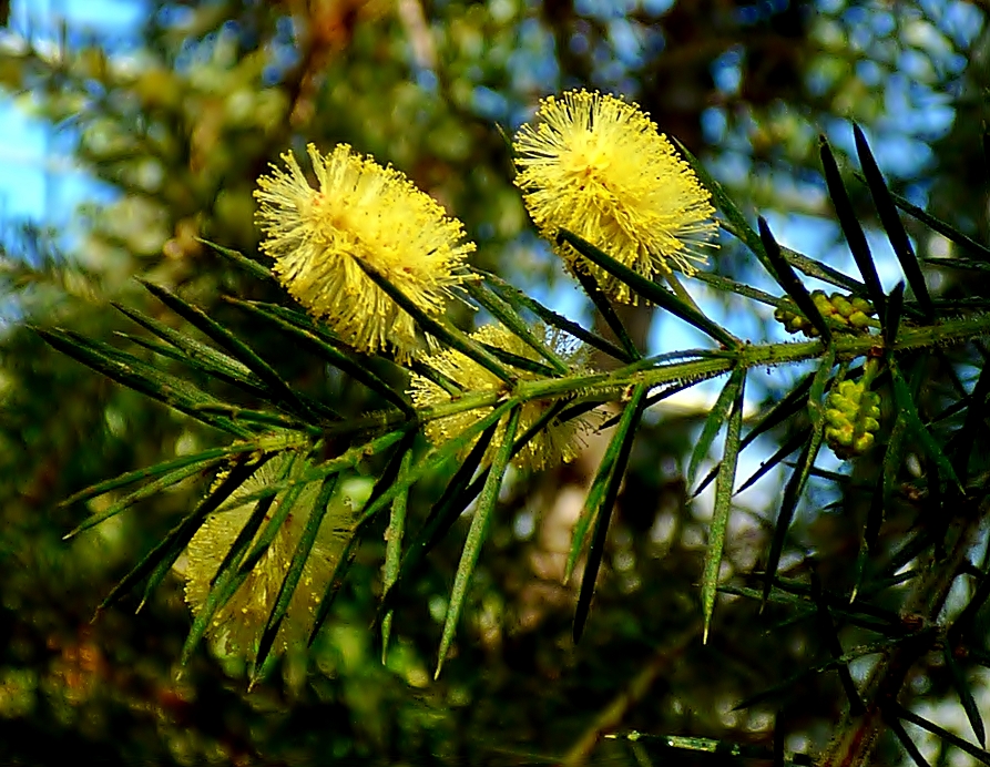 Mimosen . . . .