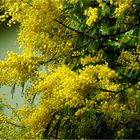 Mimosen