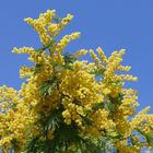 Mimosen die gen Himmel zieht